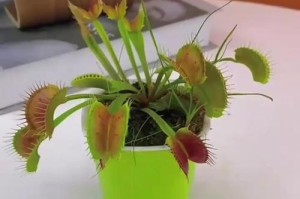 家里养捕蝇草的风水禁忌及其坏处——风水学