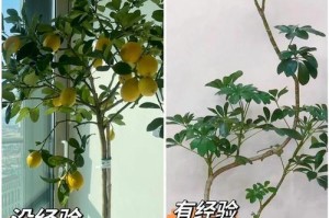 照顾植物的要点与技巧（细心呵护，让植物健康茁壮）