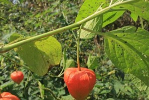 姑娘果是多年生还是一年生植物？（姑娘果的生命周期、生长特点和适宜栽培条件）