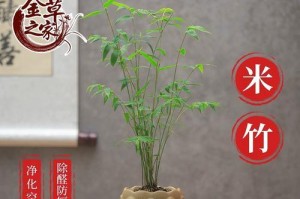 凤尾竹的晒太阳习惯（探究凤尾竹对阳光的需求量与注意事项）