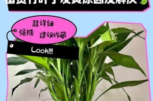 水培竹头部发黄的原因和解决方法（水培竹头部发黄，教你科学护理竹子）