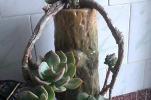 白鸟多肉的养殖技巧（打造白鸟多肉的绚丽花园）