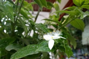 紫露草养护指南——打造最佳生长条件（了解紫露草的生长需求，让其健康繁茂）