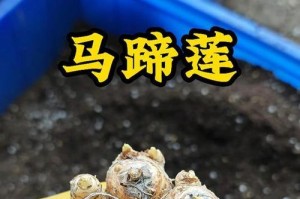 马蹄莲种球冬季保存的技巧（冬季如何正确储存马蹄莲种球，让其健康越冬）