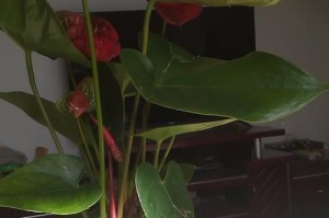 红掌冬天的过冬之道（如何保护红掌在寒冷的冬季生存）