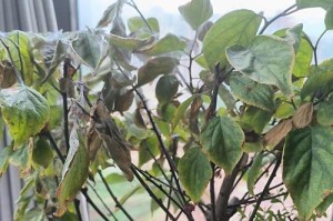解决植物山竹叶子发黄的方法（保持山竹叶子翠绿，享受健康植物生长）