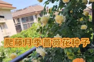 爬藤月季开花的时间及花期（掌握爬藤月季的开花时间，美丽赏花从此不再错过！）