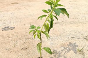 牛油果嫁接几年结果如何（嫁接对牛油果生长和果实产量的影响）