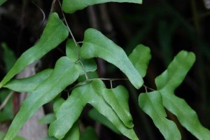 揭秘海金沙真面目——它到底是蕨类植物吗？（解密海金沙特性、分布、形态和分类，揭露其真实身份）
