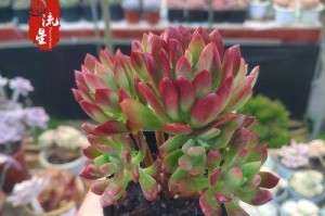《多肉红稚莲锦养护指南》（多肉红稚莲锦的养殖技巧、繁殖方法和常见问题解答）