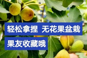 无花果盆栽的养护全攻略（打造健康无花果盆栽，助你丰收不误良机）
