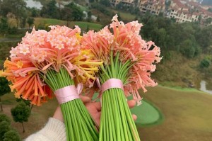 蒜苗开花的颜色和样子（解析蒜苗开花的原因及花朵的特征）
