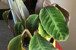 夏季怎样养护紫背天鹅绒竹芋（掌握关键技巧让你的竹芋茁壮成长）