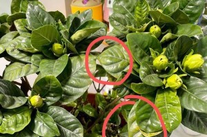 探究栀子花叶黄的原因及补救方法（保持栀子花叶片的翠绿色，关键是什么？）