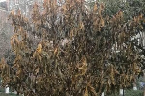 冬天家里的花如何保护不被冻伤（冬季室内花卉保养指南，让你的花朵迎来春天的绽放）