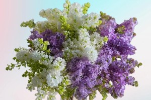 丁香花的生长特点及分类（一种小巧迷人的树花）