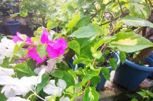 如何让自己种的花开花绽放（掌握关键技巧，让花儿绽放无限美丽）