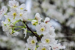 红叶李花的美丽色彩（探究红叶李花的颜色奥秘）