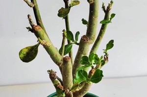 沙漠玫瑰花期过后的修剪技巧（保持沙漠玫瑰健康的关键措施）