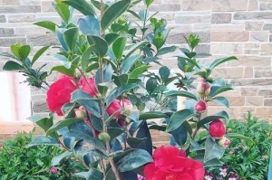 茶花冬季养护指南（详细介绍茶花冬季养护的关键方法及技巧）