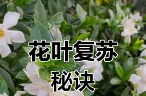 栀子花叶子发黄该如何处理？（有效措施帮助栀子花恢复健康）