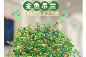 红金鱼吊兰养护指南（打造理想的红金鱼吊兰家园）