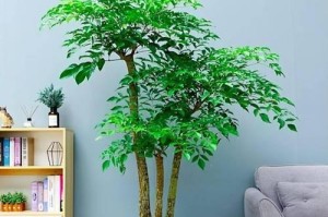 以幌伞枫怎么种？探秘种植幌伞枫的技巧（打造私家园林的理想选择，幌伞枫种植全攻略）
