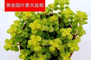 探寻景天类多肉植物的无尽魅力（揭开景天类多肉植物的种类、特点、繁殖、养护等秘密）