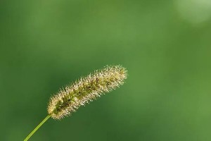 平凡植物的生命力（从生命力到生命意义，探寻平凡植物的故事）