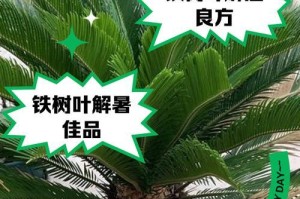 铁树叶子发黄的原因及处理方法（保持铁树健康的关键措施）