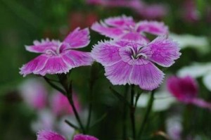 如何养护以海石竹（打造迷人花园的秘诀）