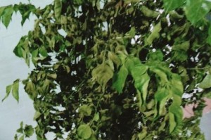菜豆树干的处理方法（如何有效利用菜豆树干？探索多种用途）