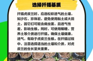 虎皮兰扦插最佳时间（如何选取合适的时间进行虎皮兰扦插？）