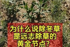 如何正确修剪黄金草？（一起学习黄金草的修剪技巧）