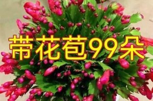 盆栽蟹爪兰的养护指南（打造健康美丽的蟹爪兰家园）