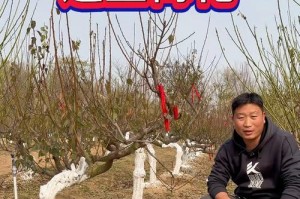 梅花移植的方法与技巧（打造美丽花园的关键——梅花移植）