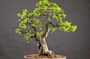 新倩女幽魂大型盆栽（探寻倩女幽魂大型盆栽的生长之道与魅力）