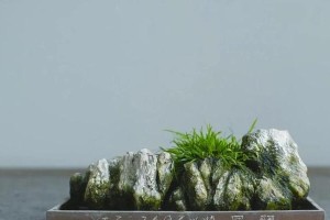 如何正确更换菖蒲的盆栽？（一步步教你换盆，让菖蒲焕发新的生机）