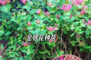 金银花的开花周期（多久开花一次？——解析金银花的生长特点与开花规律）