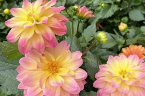 夏天外出怎么给花浇水（夏天外出花草怎样保水？）