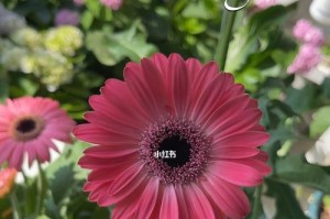非洲菊（了解非洲菊的阳光需求和养护技巧）