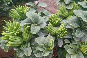 佛手落叶救护指南（挽救佛手植株的有效方法及技巧）
