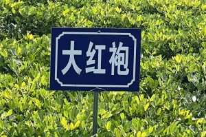 花生，品质与精神（从土地到餐桌，探寻花生的匠心精神）