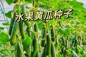 黄瓜种子的种植方法（简单易行的步骤让您轻松享受自家种的黄瓜）