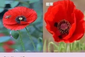 如何分辨罂粟果和虞美人（详细介绍两种植物的外观、特征和生长环境）