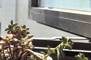 多肉姬胧月掉叶子的原因及处理方法（解决多肉姬胧月掉叶子的小窍门与技巧）