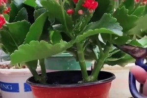科学浇水，让花儿茁壮成长（花儿需要水分的关键）