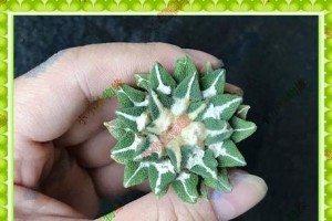 花种子的生命周期（从花朵到种子的完整过程，以及影响种子生长的因素）