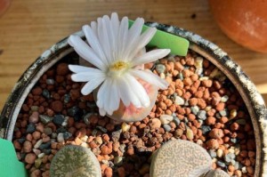 以屁股花开花以后怎么办？（探索屁股花绽放后的护理和照顾方法）