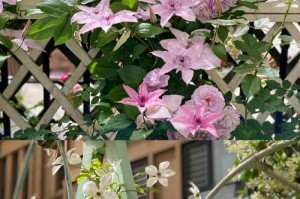 铁线莲蒙大拿如何度过严寒冬季（寒冷季节下铁线莲蒙大拿的生存策略及保护方法）